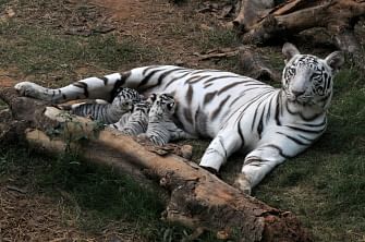 A white tiger feeds her cubs in an enclosure at Assam State Zoo in Guwahati. The white tiger is a recessive mutant of the Bengal tiger (Panthera tigris tigris) and native to the Indian subcontinent. AFP PHOTO