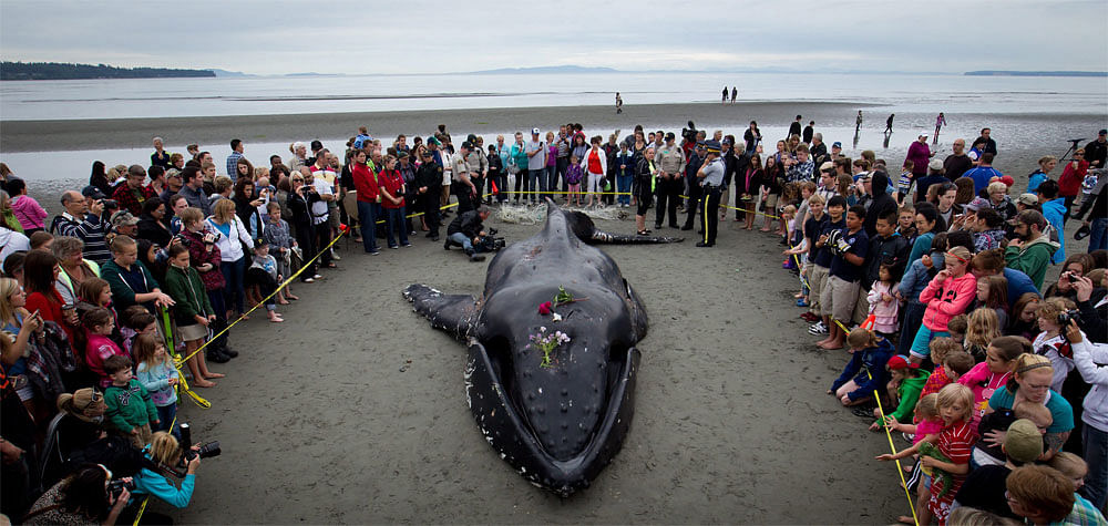 People gather around a beached humpback whale that died during low tide  in White Rock, British Columbia, on Tuesday, June 12, 2012.  Department  of Fisheries and Oceans marine mammal co-ordinator Paul Cottrell said  the severely emaciated young whal...
