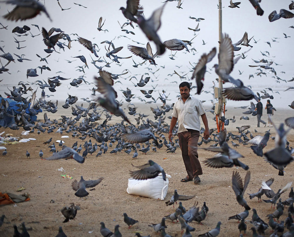 A man selling lentils as feed for pigeons walks on a beach along the Arabian Sea in Mumbai, November 5, 2012. REUTERS