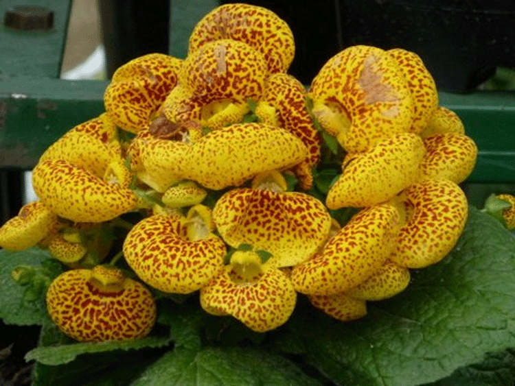 Photograph of the flower popularly known as LADY's PURSE also known asCALCEOLARIA. Photo by Sharath Ahuja
