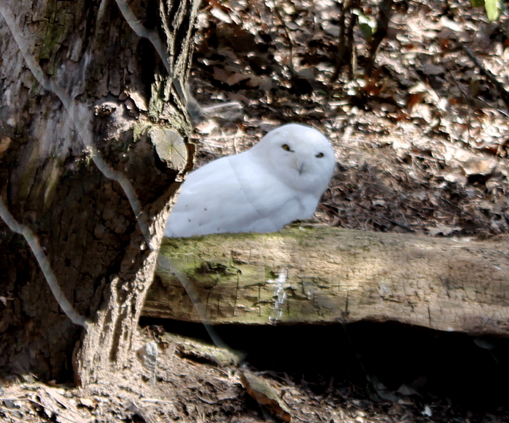 Photo of a White Owl by Sateesh Sabarad