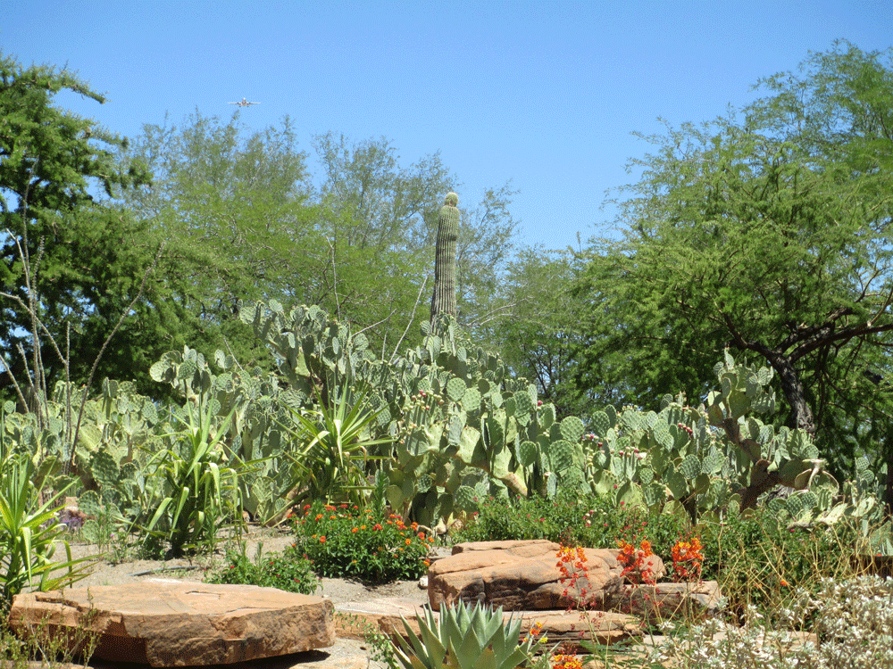 A view from Ethel M Botanical Cactus Garden in Henderson, Nevada.Ethel M Botanical Cactus Gardens is a 3-acre botanical garden located at the Ethel M Chocolate Factory.
