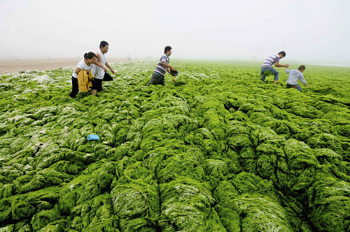 People walk through algae-covered seaside in Qingdao, Shandong province, July 1, 2013. Picture taken July 1, 2013. REUTERS