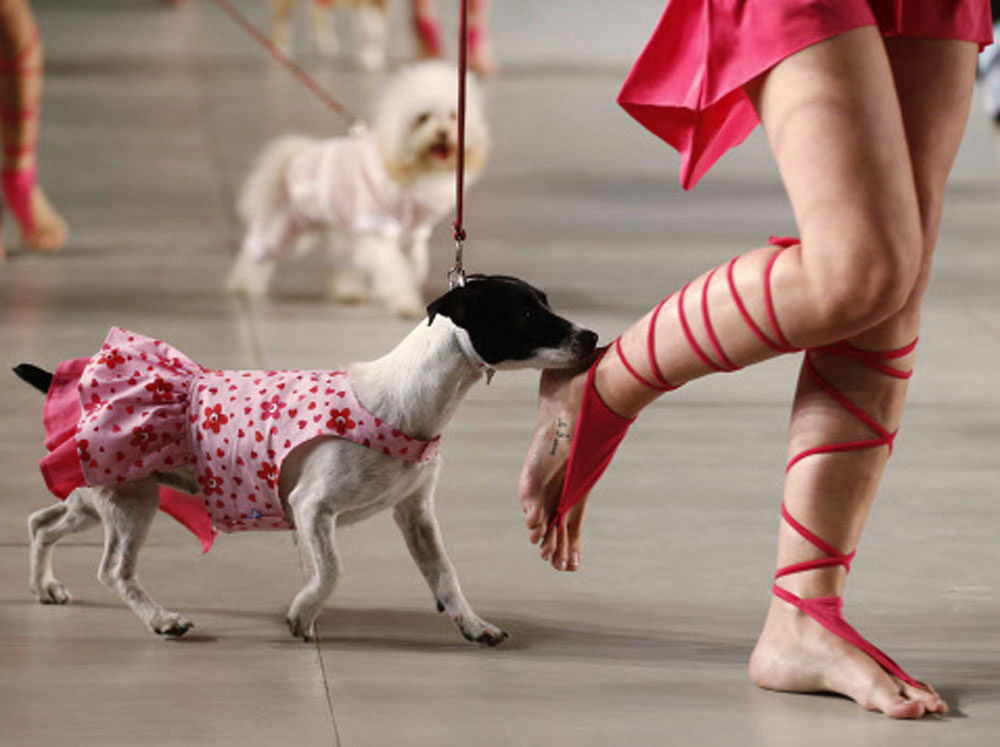 A model walks with a Jack Russell terrier presenting a creation by designers Karen Reichardt and Mariela Schiavo during the so-called '2013 Spring-Summer Caribbean Colour Paws' show in Buenos Aires, September 20, 2013. REUTERS