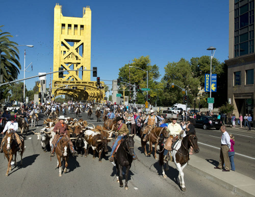 Fifty-two Texas longhorn steers are lead across the Tower Bridge toward the Capitol on Monday, Sept. 23, 2013 in Sacramento, Calif as one of dozens of events set for 'Farm-to-Fork Week' which runs through Sept. 29. (AP Photo