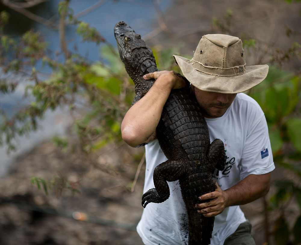 Ecology professor Ricardo Freitas holds onto to a broad-snouted caiman he caught to examine, then release back into the water channel in the affluent Recreio dos Bandeirantes suburb of Rio de Janeiro, Brazil. With a population that’s 85 percent mal...