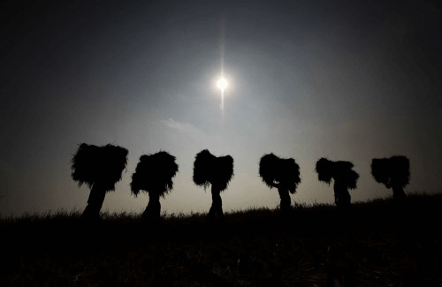 Daily wage laborers carry paddies on their heads, on the outskirts of Bhubaneswar, India, Monday, Nov. 25, 2013.  With nearly 70 percent of India's population living in rural areas,  farming is vital to India’s economy. AP photo