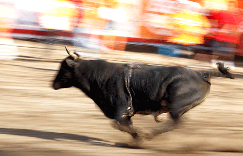 A bull runs during the annual bullfighting festival in Zapote, near San Jose, December 27, 2013. Typically, more than 250 people enter the bullring to tease the bull for three hours as part of a tradition called 'Toros a la tica.' REUTERS