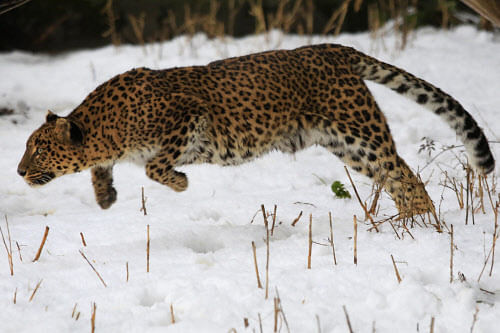 A female leopard moves inside a snow covered enclosure at Dachigam Wildlife Sanctuary on the outskirts of Srinagar on Thursday. PTI Photo