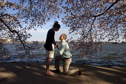 With the Jefferson Memorial in the background, Steven Paska, 26, right, of Arlington, Va., kneels as he asks Jessica Deegan, 27, his girlfriend of two years, to marry him, near cherry blossom trees in peak bloom along the tidal basin in Washington, T...