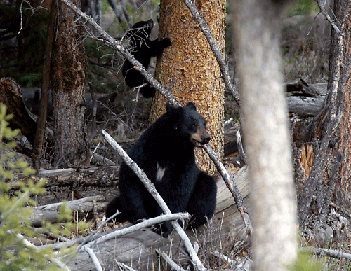 A female black bear and a cub are pictured in Yellowstone National Park in Wyoming, May 17, 2014. The nearly 3,500 square mile park straddling the states of Wyoming, Montana and Idaho was founded in 1872 as America's first national park. Picture take...