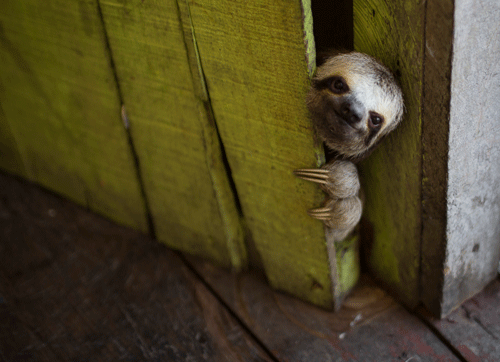 In this Tuesday, May 20, 2014 photo, a female baby sloth peeks out from behind a door on a floating house in the 'Lago do Janauari' near Manaus, Brazil. The sloth was captured by the owner of the floating house, who makes a living showing local fauna...