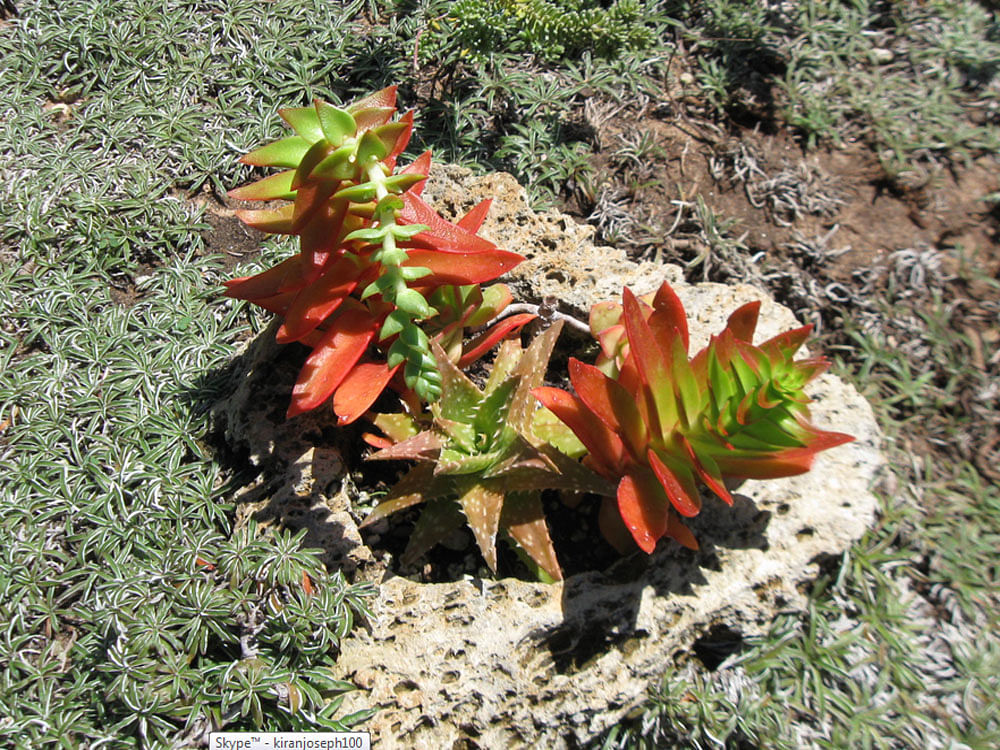 Different varieties of Cacti