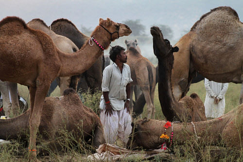 A camel herder stands beside resting camels at the annual cattle fair in Pushkar, in the western Indian state of Rajasthan, Wednesday, Oct. 29, 2014. Pushkar, located on the banks of Pushkar Lake, is a popular Hindu pilgrimage spot that is also frequ...