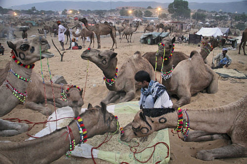 A camel herder sits as he feeds his camels at the annual cattle fair in Pushkar, in the Rajasthan. Pushkar is a popular Hindu pilgrimage spot that is also frequented by foreign tourists who come to the town for its annual cattle fair. (AP Photo/Deepa...
