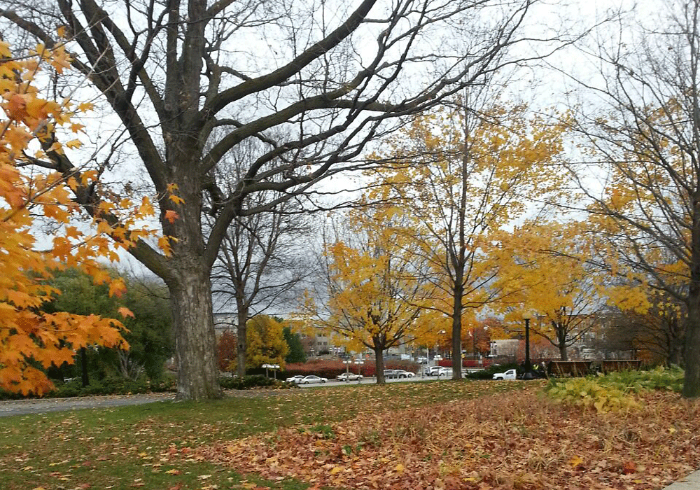 Scenic Ottawa:  Fall season in Ottawa, Canada.