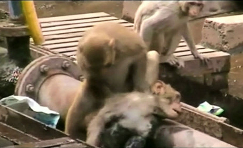 A still image taken from video shows a monkey shaking another monkey who fell unconscious after being shocked by electrical wiring in India's northern city of Kanpur December 20, 2014. The monkey fell down on the tracks and lost consciousness while a...