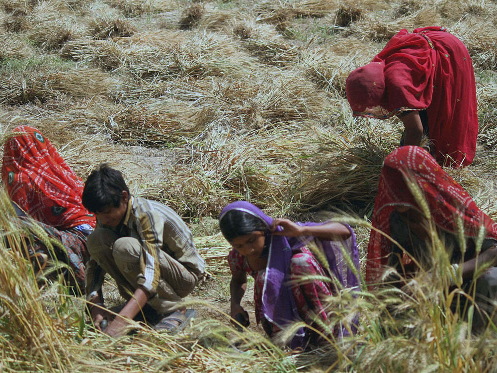 Farmers harvest wheat crop in a field near Ajmer, Rajasthan on Wednesday. 