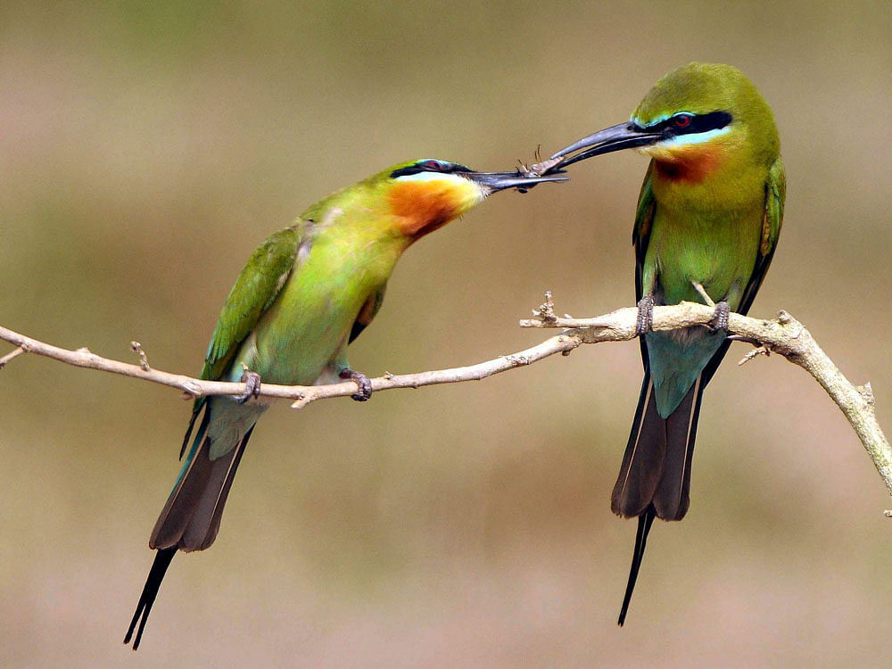 Blue-tailed bee eaters near Mysore on Friday.  PTI Photo.