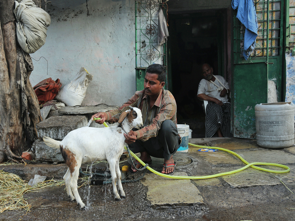 An Indian man uses a hose to bathe his goat to provide relief from the heat in Hyderabad. AP  Photo.