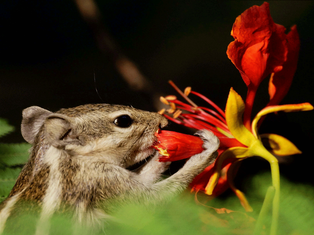  A squirrel eats flower bud in New Delhi on Monday. PTI Photo