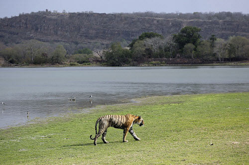 A Royal Bengal tiger walks near a lake at the Ranthambhore national park in Sawai Madhopur, Rajasthan, India, Wednesday, June 10, 2015. India's latest tiger census conducted in 2014 showed a sharp increase in the number of the endangered cats in the ...
