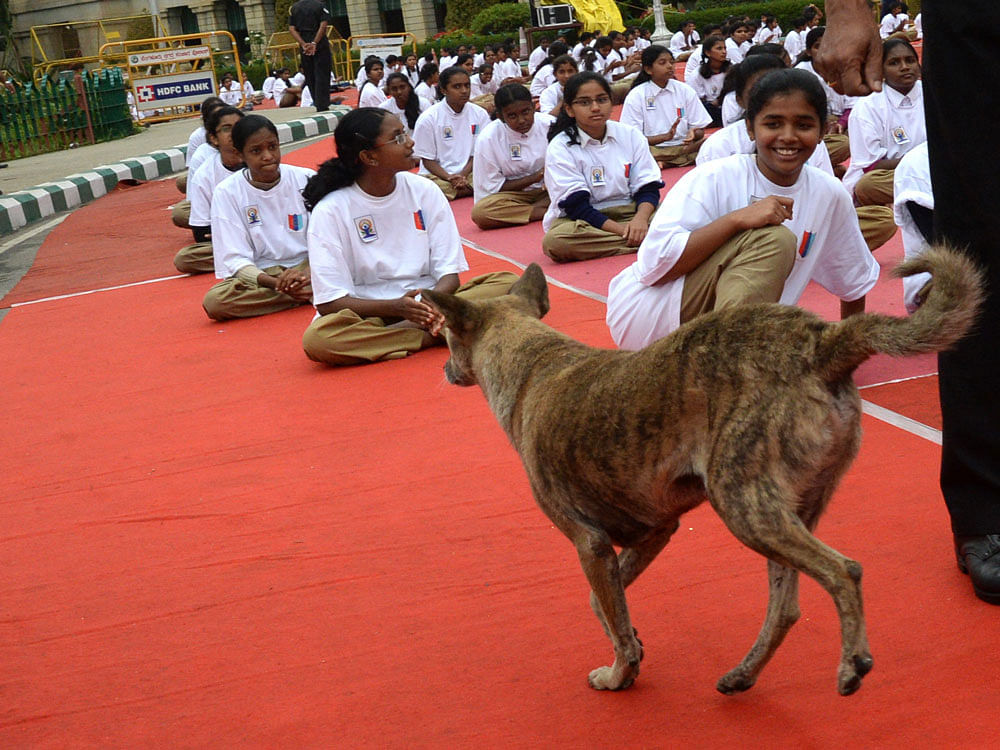 A stray dog enters as NCC Cadets perform Yoga on the occasion of first International Yoga Day at Vidhana Soudha premises in Bengaluru on Sunday. DH Photo.