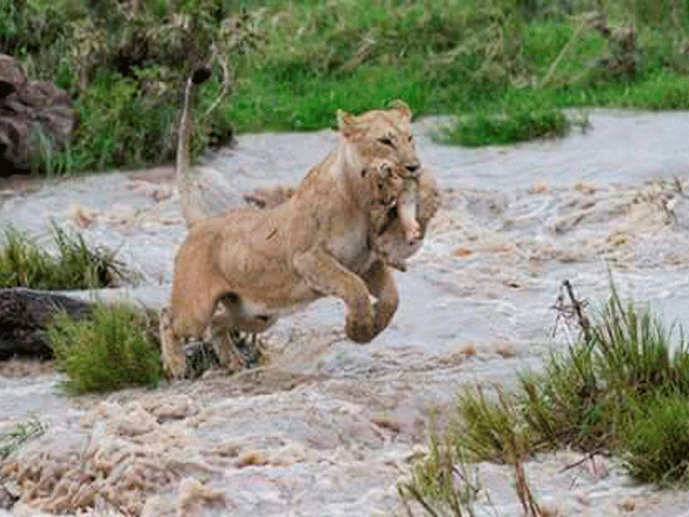 A lioness takes her cub to a safer place after heavy rainfall caused floods at forest in Amreli on Saturday. PTI Photo.