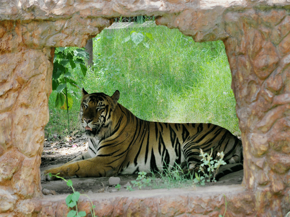 A Tiger takes shelter from the scorching at the Jaipur Zoo on Sunday. PTI Photo.
