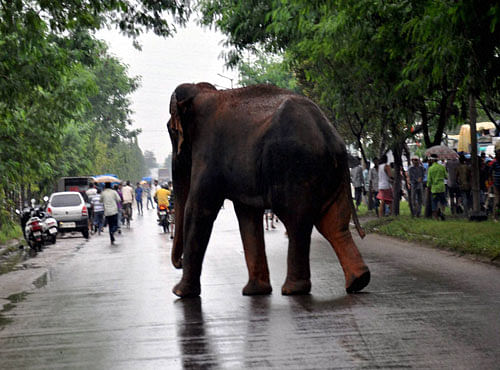  A wild elephant crosses National highway 37 at Beharbari in Guwahati. PTI
