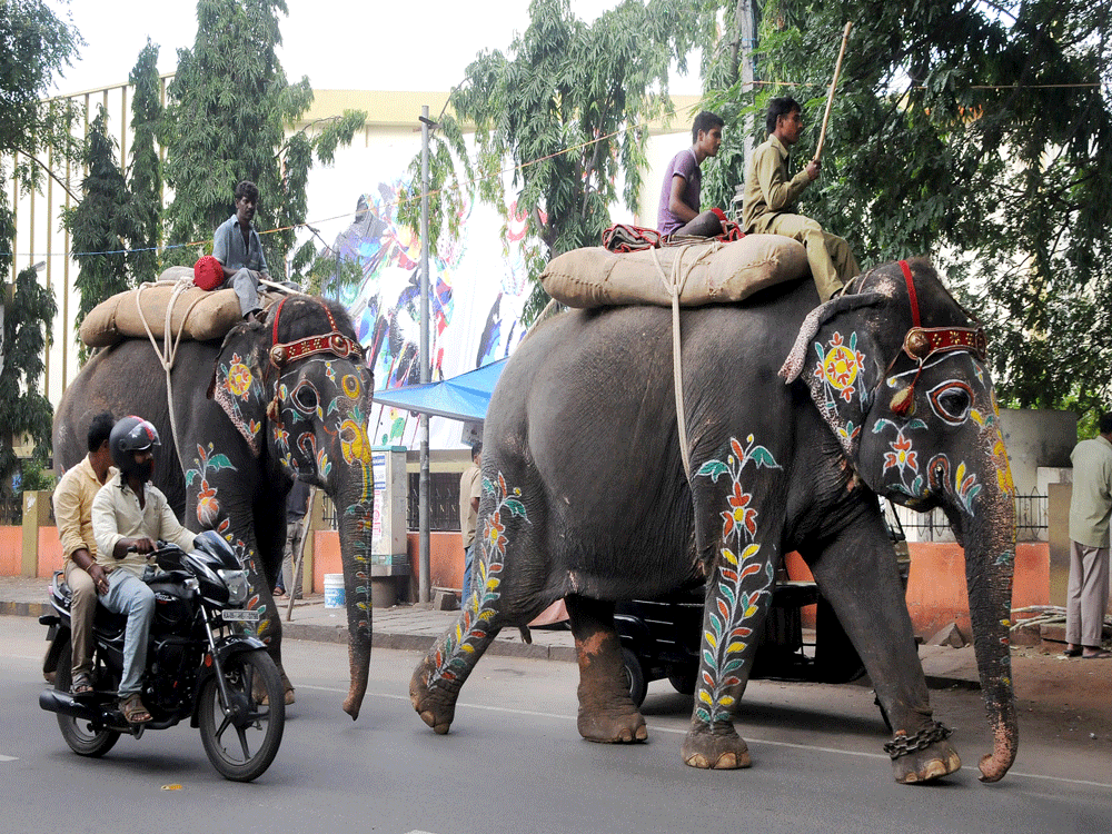 Vehicle riders watch as two decorated elephants pass near Shanthala theatre on Narayan Shastry road in Mysuru on Tuesday. DH Photo.