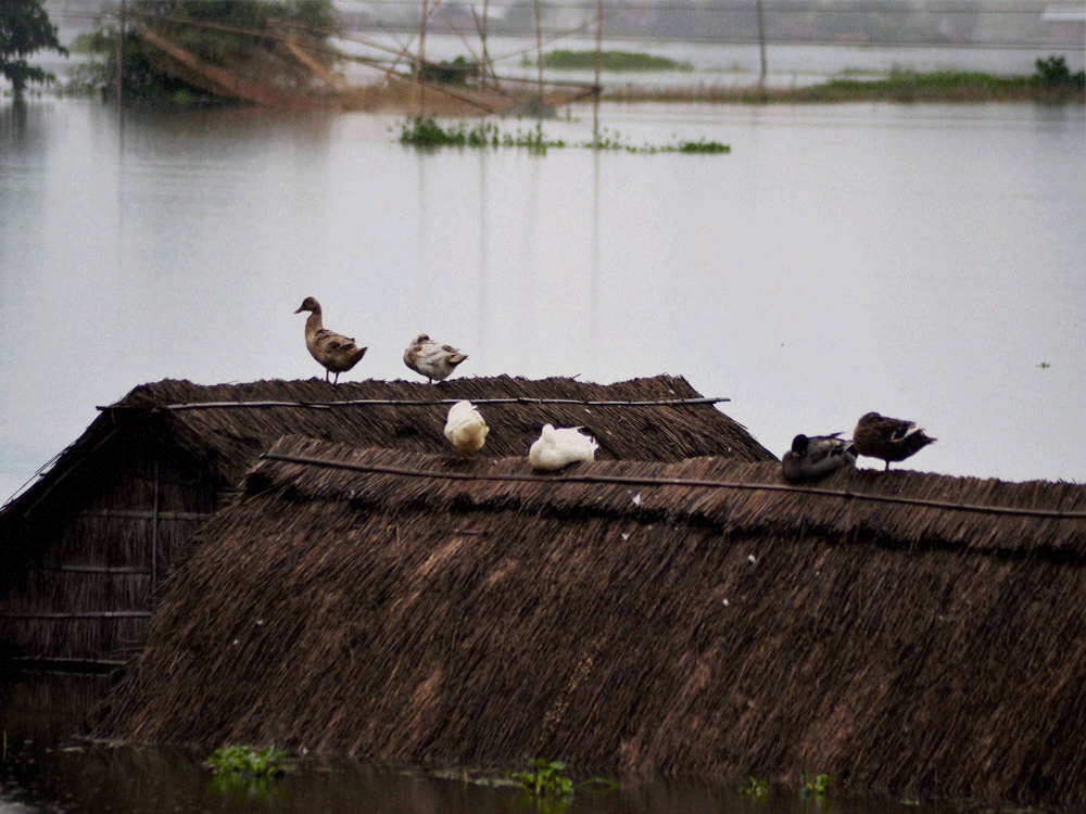 Ducks on top of a submerged house in a flood affected village near Kaziranga in Golaghat district of Assam on Thursday. PTI Photo.