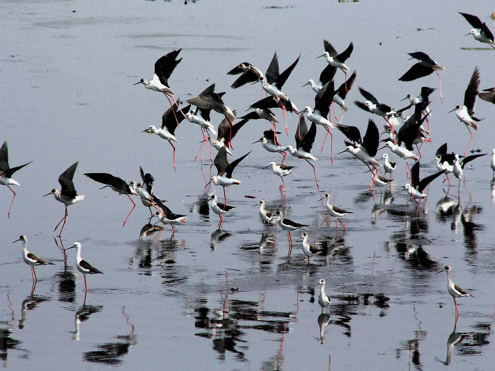  A flock of migratory birds arrives on the onset of winter in Bhopal on Sunday.PTI Photo.