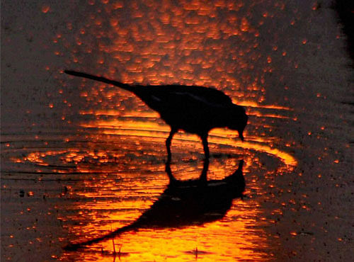 A bird is seen at a park where the sun is reflected from water on the first day of New Year 2016 in Moradabad on Friday. PTI Photo