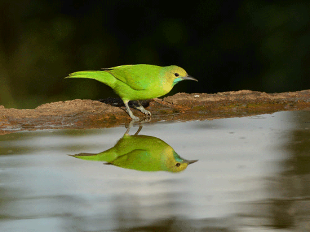 Jerdon's Leafbirds spotted in the field around Kanakapura Road outskirts of Bengaluru. DH Photo.