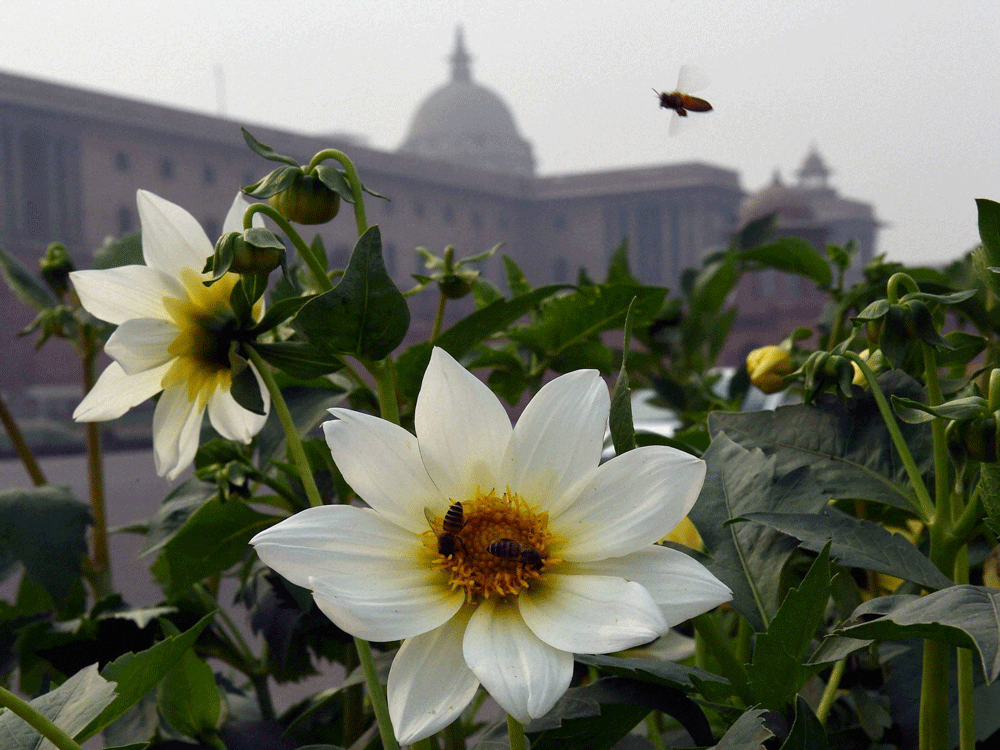 Honey bees collecting nectar from a flower near Vijay Chowk in New Delhi on Thursday. PTI Photo.