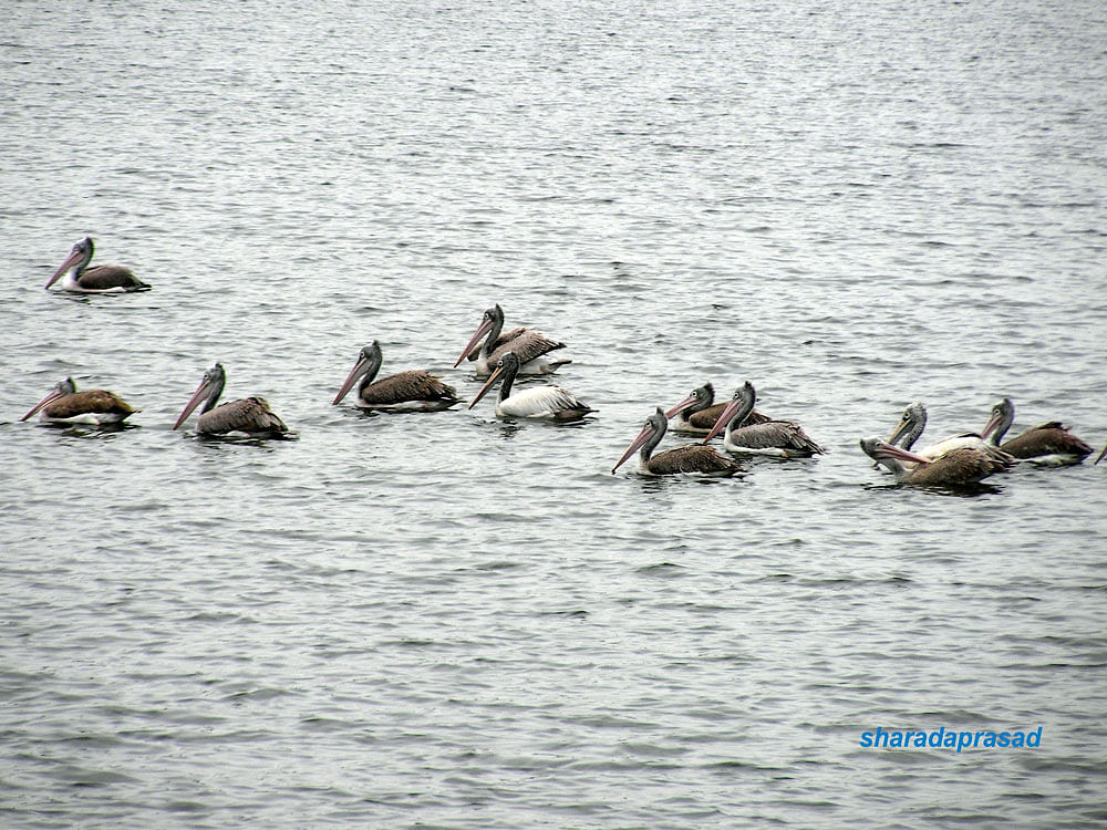 Migratory birds at Madiwala lake, BTM II Stage, Bengaluru 