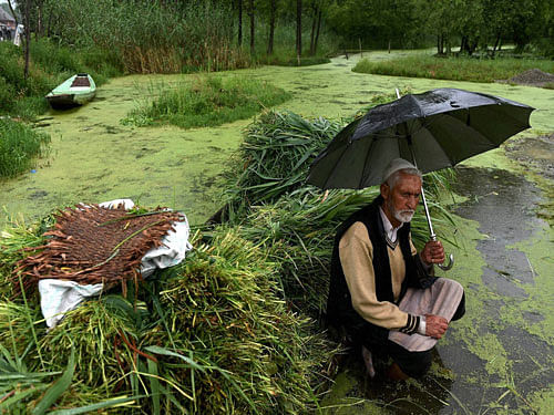 An elderly vendor waits for customers of green grass during rains in Srinagar on Tuesday. PTI Photo