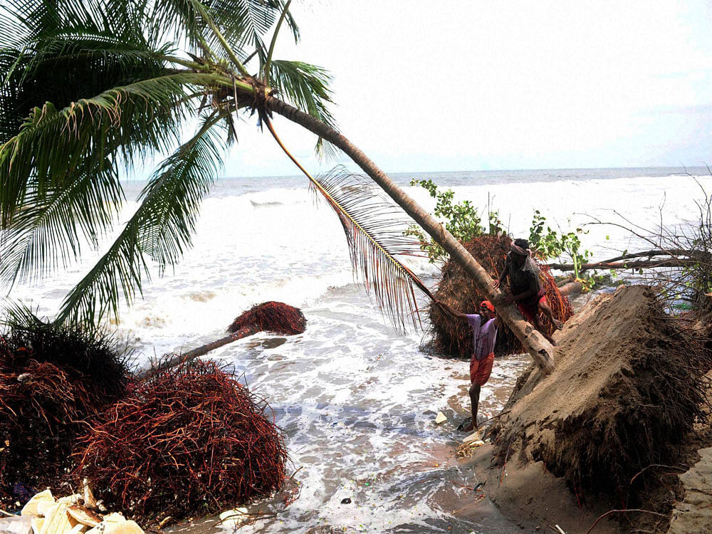 Trees uprooted after sea shore erosion during heavy rains in Kozhikode on Saturday. PTI Photo