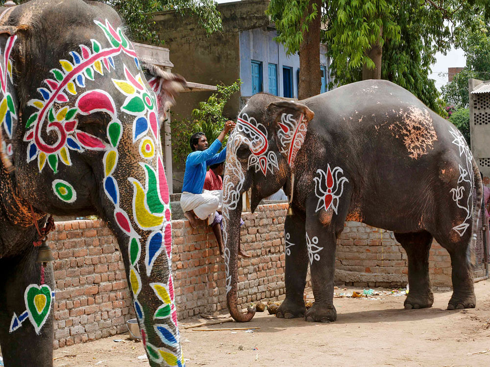 A mahout paints his elephant on the eve of the annual Rath Yatra, or chariot procession, outside the Jagannath temple in Ahmedabad. Reuters Photo.