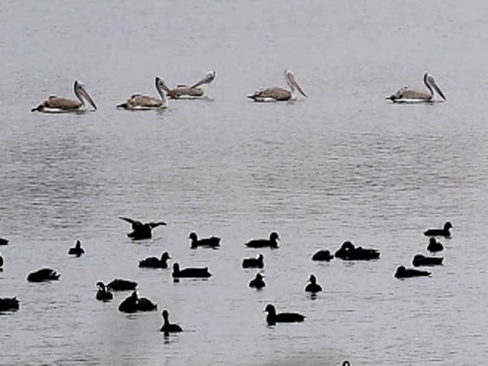 Indian cormorant and pelican seen at Madival lake attracts visiitors in Bengaluru on Friday. DH Photo.