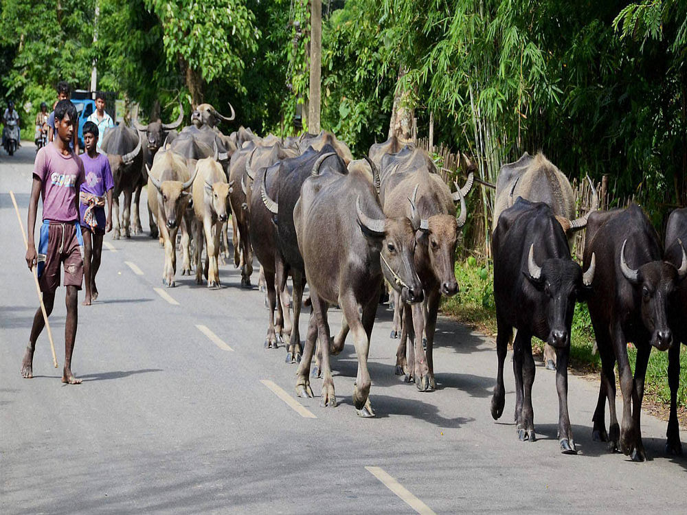 Buffaloes being herded to a safer place from flood affected Singimari Village in Kamrup district of Assam on Wednesday. PTI Photo
