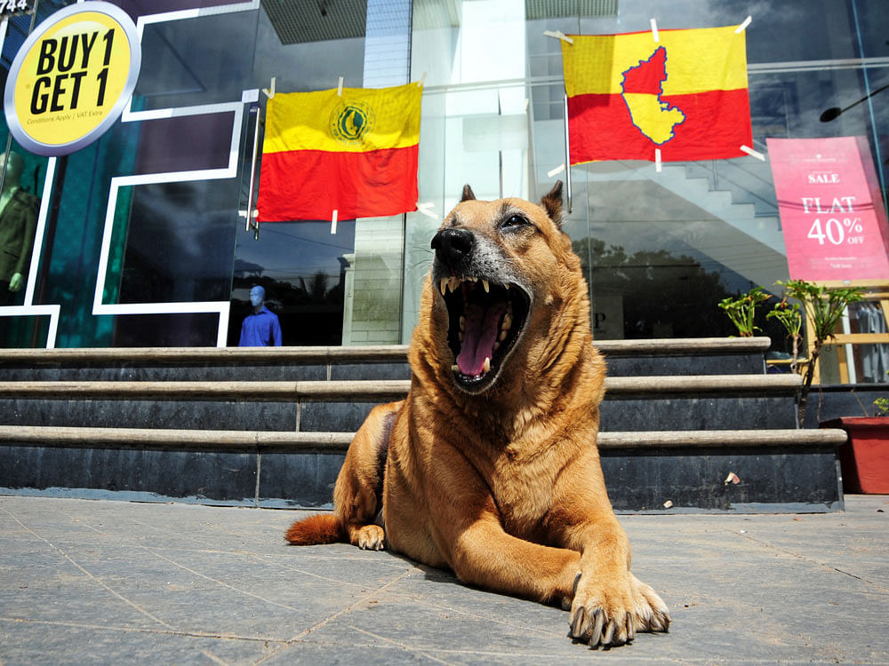  A Dog is seen sitting in front of closed Shopping mall with Kannada flag displed during Karntaka bandh called by various Pro Kannada organizations condemning the verdict of the Tribunal on Mahadayi water dispute, at Indiranagar 100 feet road in Ben...