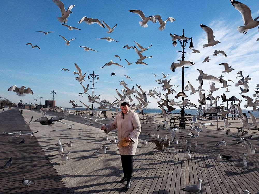 A woman is surrounded by seagulls as she feeds them bread crumbs on the Brighton Beach boardwalk in the Brooklyn borough of New York. AP/PTI Photo