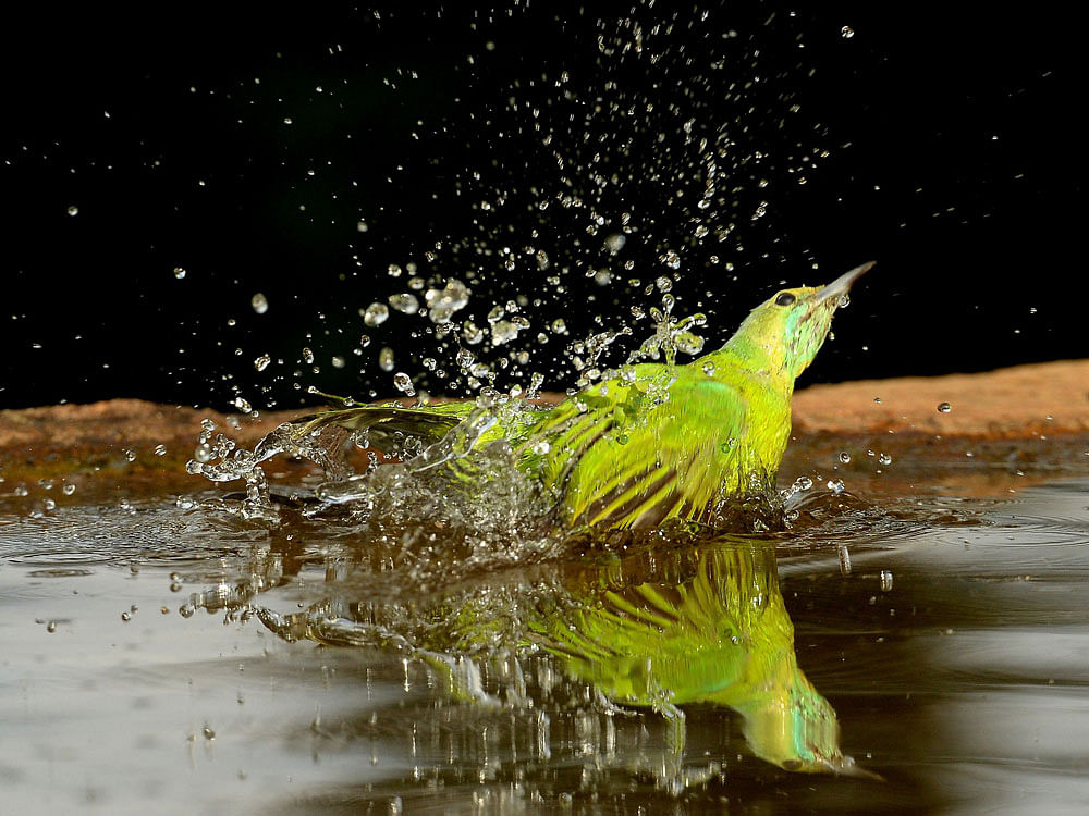 A Leaf bird spotted and playing with water to beat the heat due to the high temperature around Kanakapura Road outskirts of Bengaluru. DH  Photo.
