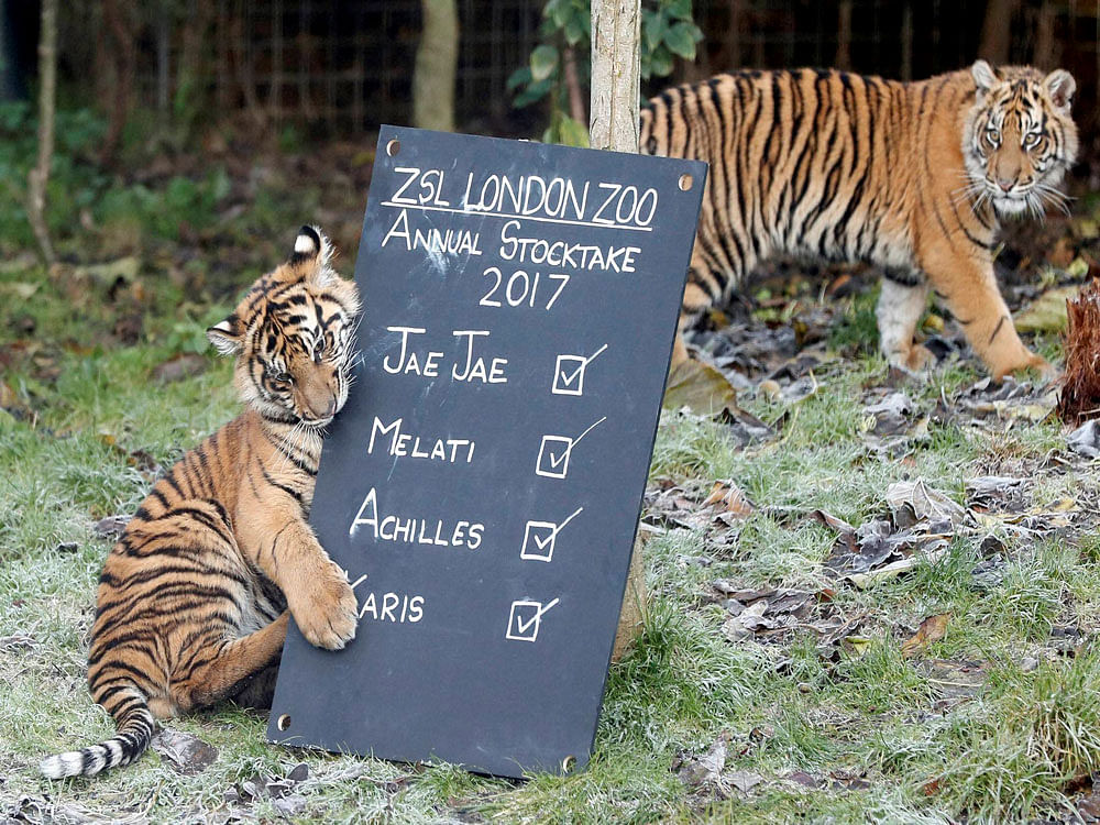 One of the six month old Sumatran tiger cubs Achilles or Karis plays  with a blackboard during a photo call for the annual stock take at  London Zoo in London, Tuesday, Jan. 3, 2017. Caring for more than 750  different species, ZSL London Zoo's keepe...