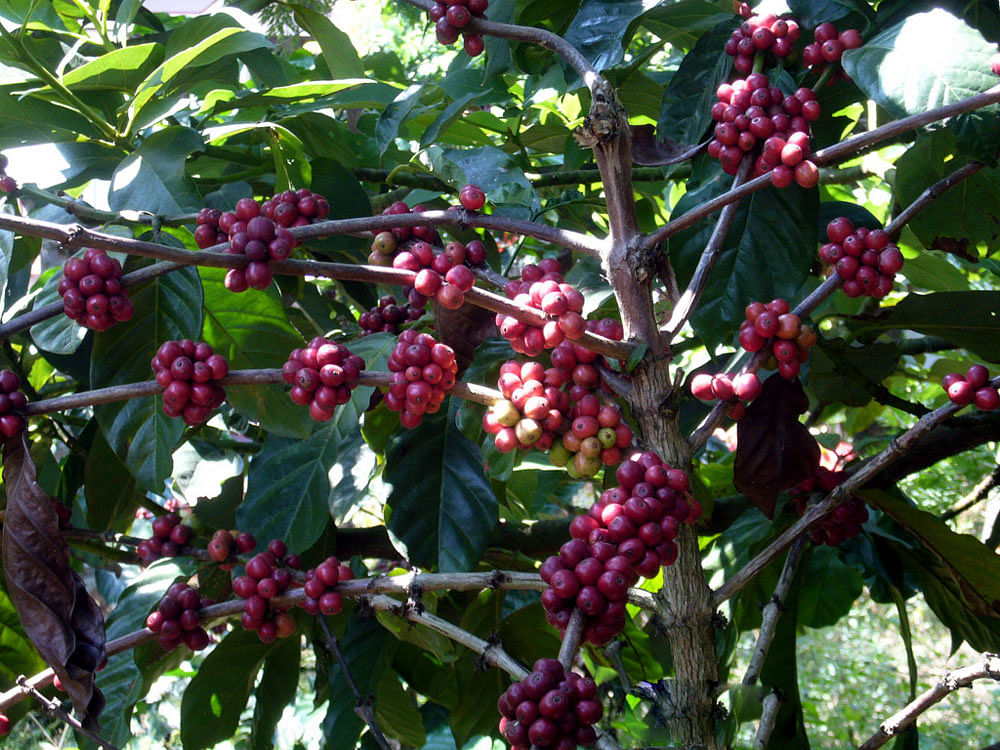 Coffee Beans Ready for Harvesting