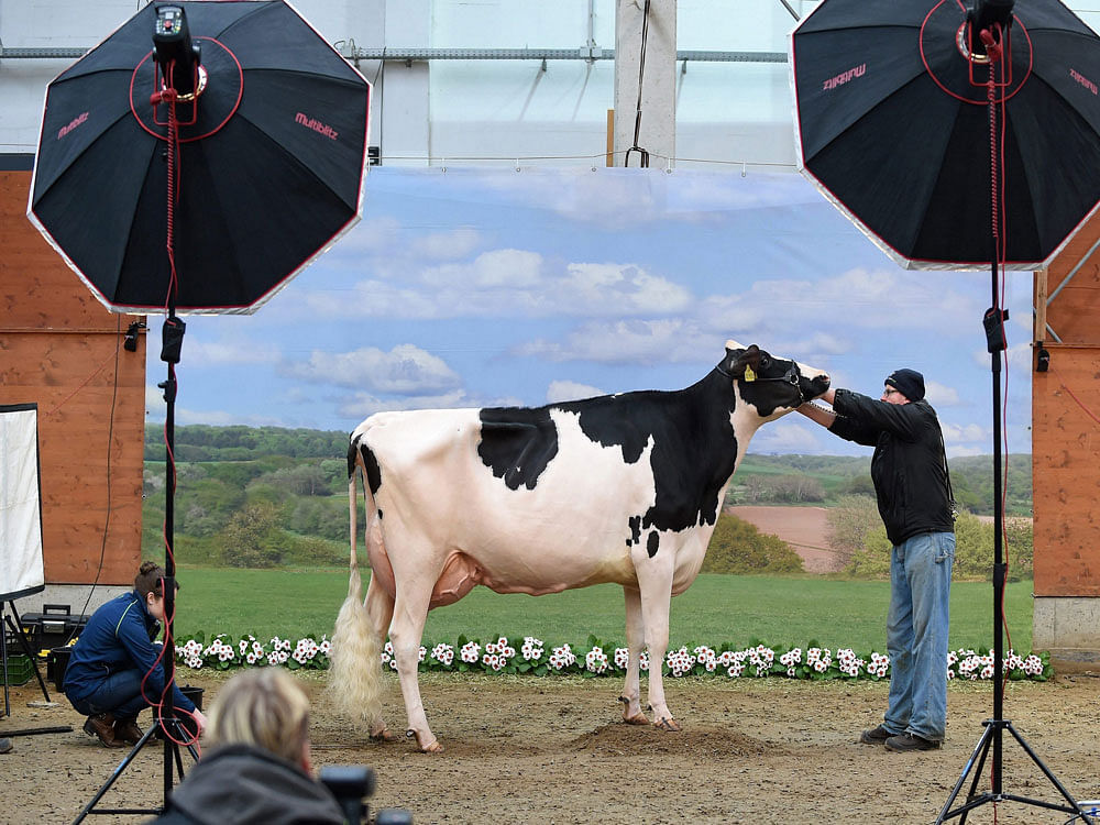  A cow stands with the cow photographer in front a screen in Verden, Germany, 23 February 2017. The most beautiful milk cows from Lower Saxony and Saxony will be selected at the 44th 'Show of the Best'.  AP/PTI