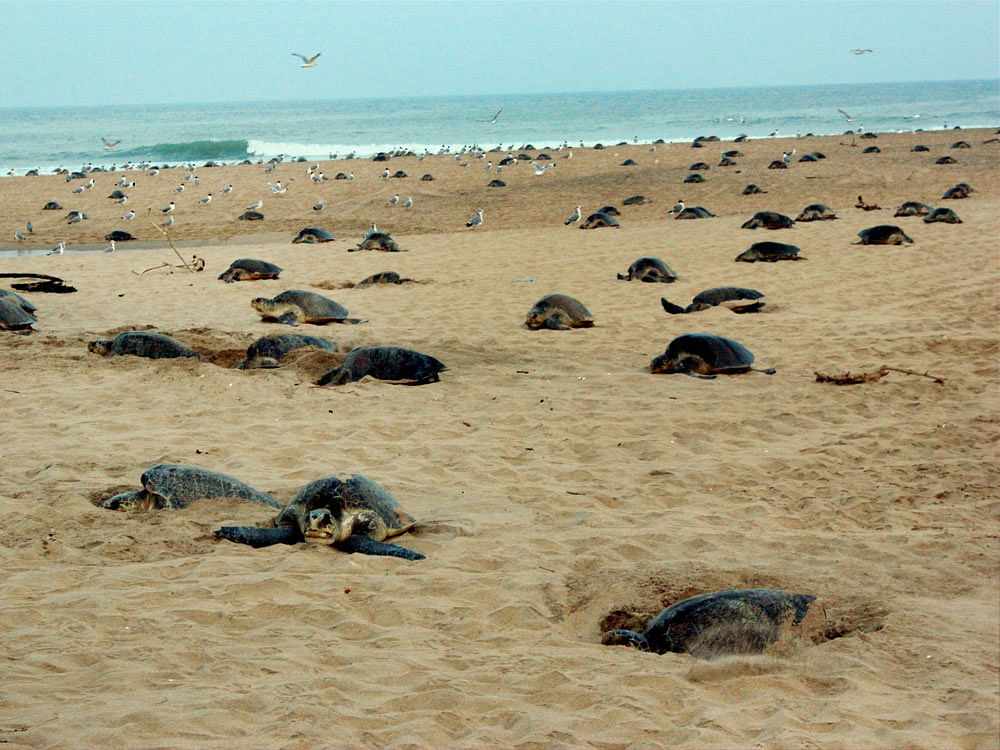 Olive Ridley turtles nest their eggs at the Rushikulya river mouth beach in Ganjam district of Orissa on Wednesday. PTI Photo