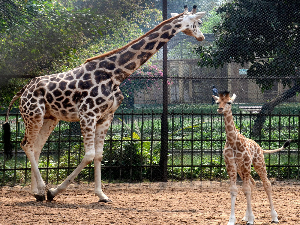 Giraffe Lakshmi with her new born baby which made public debut at Alipore Zoo in Kolkata on Friday. PTI Photo